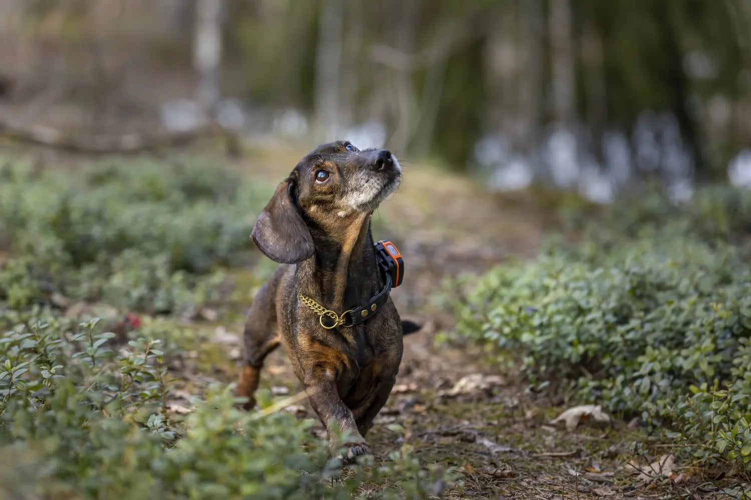 Tracker Bark